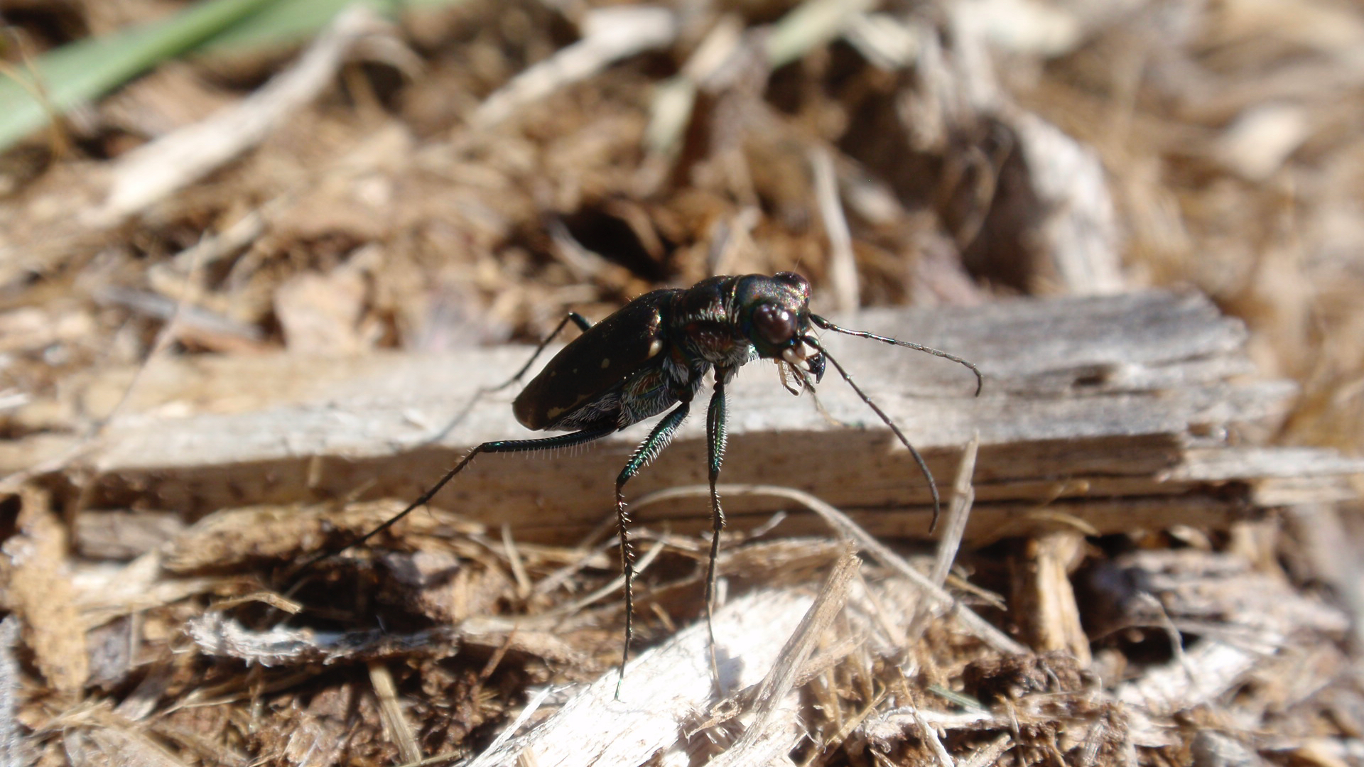 Close up of a tiger beetle.